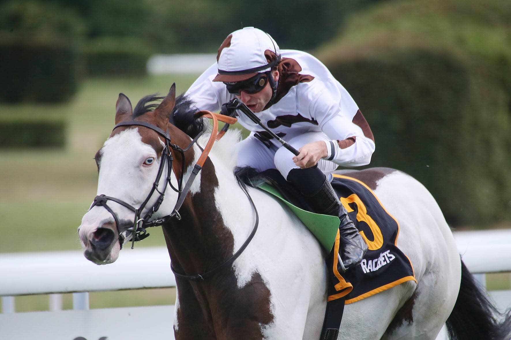 Silvery Moon - The Striking Ovrero Race Horse Winner